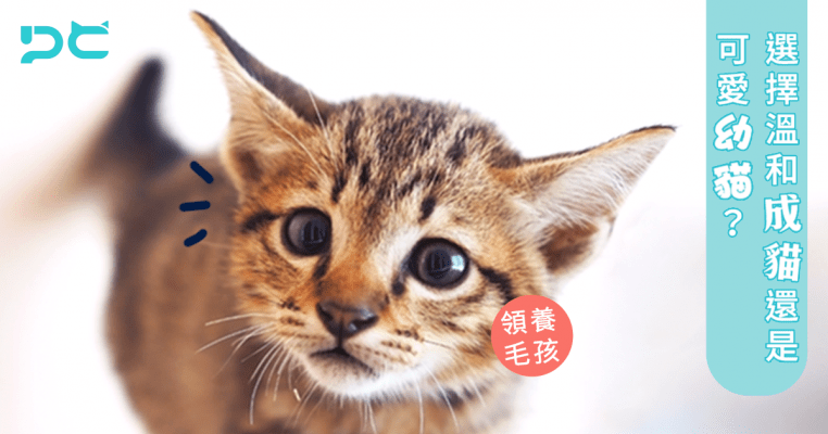 PetbleCare 寵物保險 香港 領養狗狗 領養貓貓 考慮問題 幼犬 幼貓 成犬 成貓 因素 狗保險 買寵物保險 動物保險 貓保險 比較
